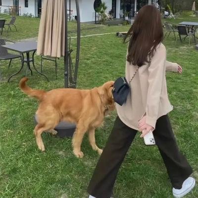 飞哥与小佛第四季